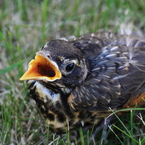 食べ物チョウダイ