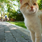 cat