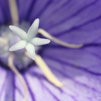 花ヒトデ