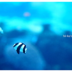 Tropical fish　black&white