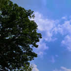 大木と空