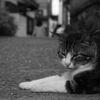 眠り猫