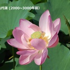 hasu12