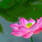 池の華