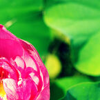 photo_1995325