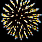 夏の花（10）