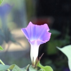 Ipomoea nil 4