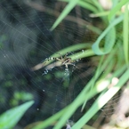 Nephila clavata