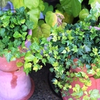 Parthenocissus tricuspidata