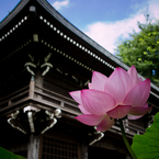 境内の女神
