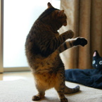 Dancing Cat☆