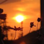 夕日　と　コスモス