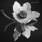 華
