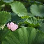 朝日と