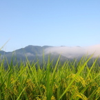 田舎の朝