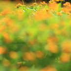 花便り　- メランポジュームの夏 -