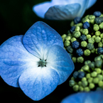 紫陽花