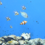 京都水族館16