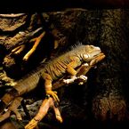 Chameleon
