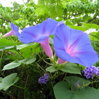 MORNING GLORY