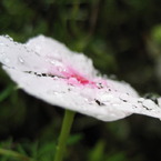 Raindrops