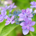 紫陽花
