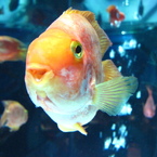 GOLDFISH