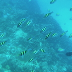 in the sea 2