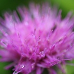 紫の花