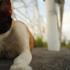 猫と空