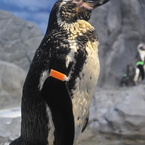 瞑想中のペンギン