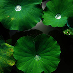 芯