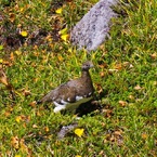 雷鳥ちゃん 1