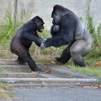 dancing gorilla