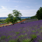 想い出の北海道6（2006/7）
