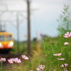 秋色鉄道