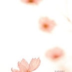 花びらdrops♪