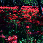 Deep Red　R