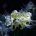 5D-2012_10_03-2767s
