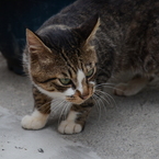 猫