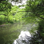新緑川景色