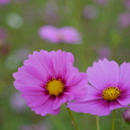秋桜