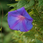 朝顔