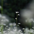 今年の蕎麦の花