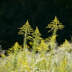 10月の荒野