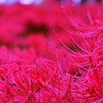 曼珠沙華公園にて