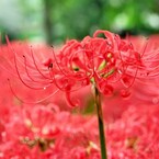 曼珠沙華公園にて