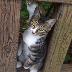 神社猫22