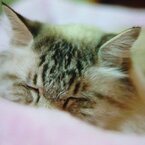 猫カフェ1