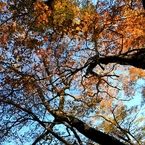頭上の紅葉